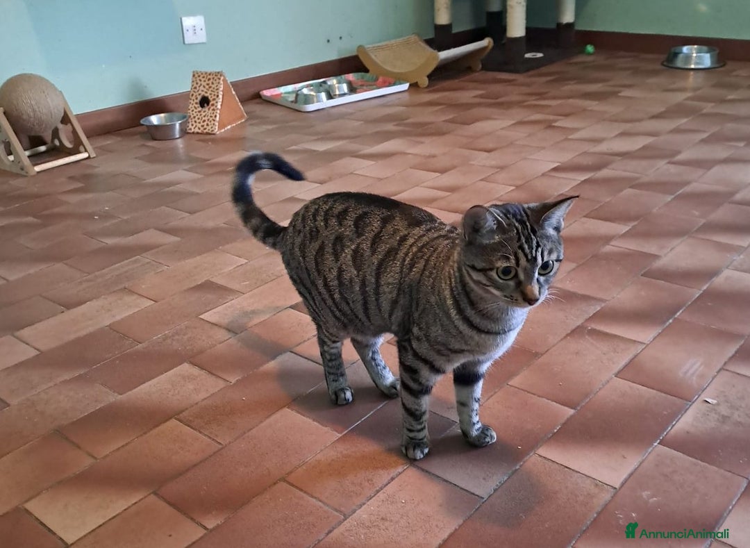 Europeo gatti in regalo: Adorabili gattini da adottare, GRACE e KEVIN! - Annuncio 7