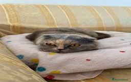 Scottish gatti in vendita: Gatta Scottish Fold a Provincia di Treviso - Immagine 2