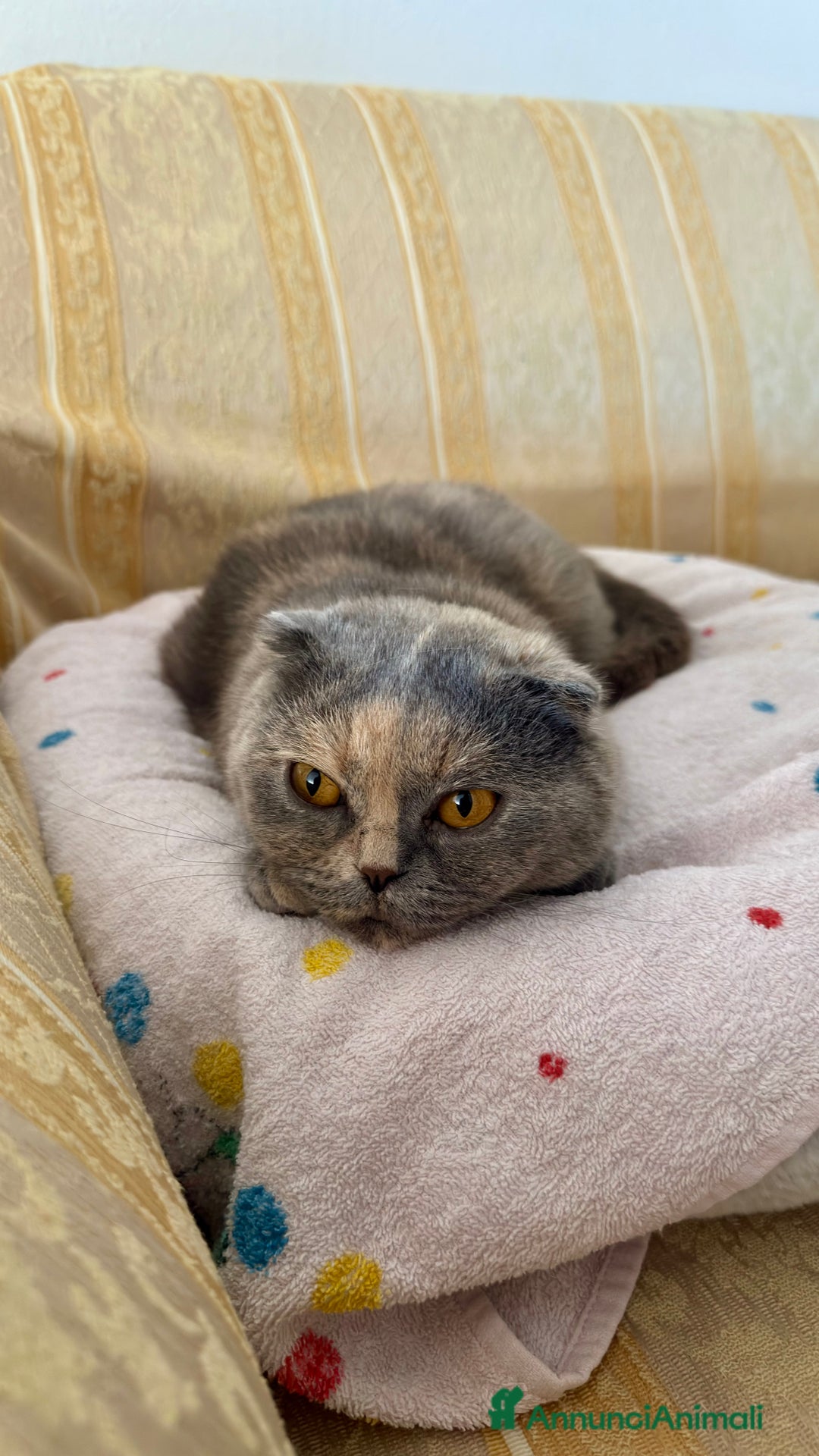 Scottish gatti in vendita: Gatta Scottish Fold a Provincia di Treviso - Immagine 2