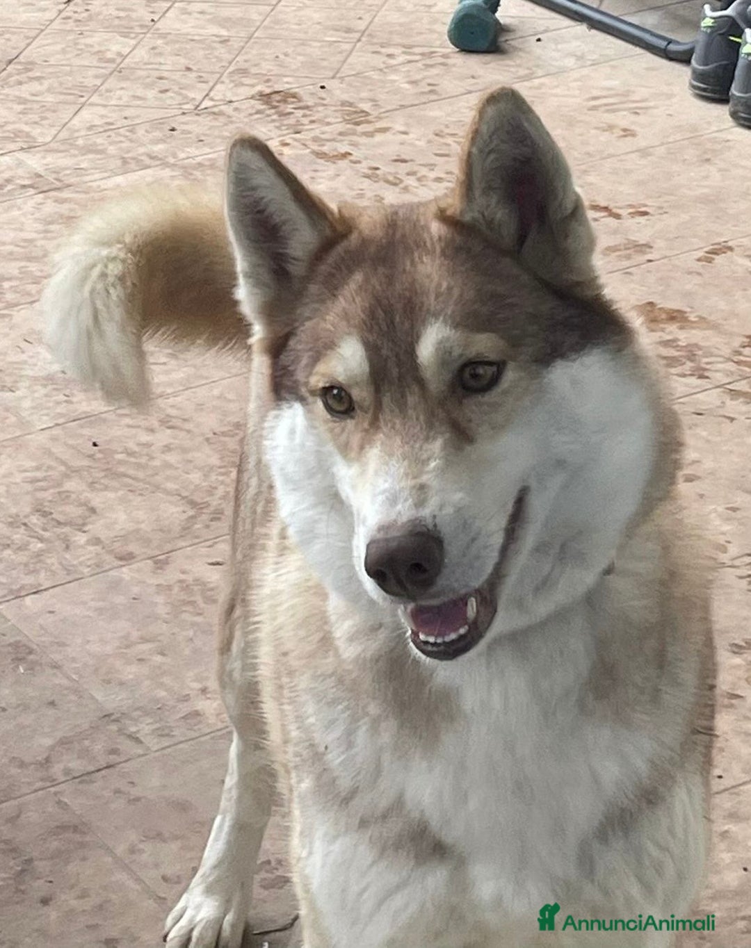 Husky cani in vendita: Cucciola di siberian Husky a Città Metropolitana di Venezia - Immagine 6