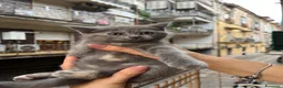 Scottish gatti in vendita: Scottish Fold & Strait blu a Città Metropolitana di Napoli - Annuncio 3