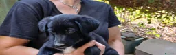 Meticcio cani in regalo: MASHA NON VUOLE CRESCERE IN CANILE, IN ADOZIONE - Annuncio 2