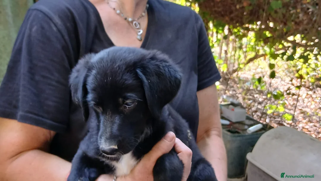 Meticcio cani in regalo: MASHA NON VUOLE CRESCERE IN CANILE, IN ADOZIONE - Annuncio 2