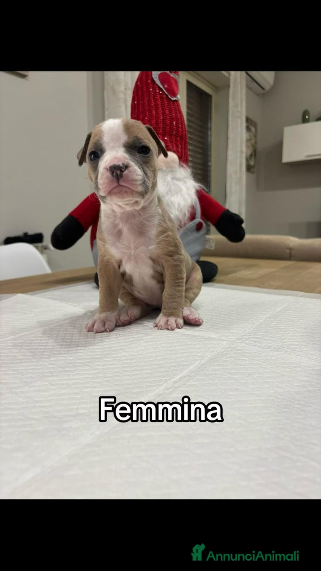 American Staffordshire cani in vendita: Cuccioli amstaff - Annuncio 3
