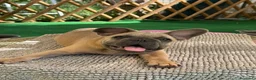 Bulldog Francese cani in vendita: Cucciola bulldog francese  - Annuncio 5