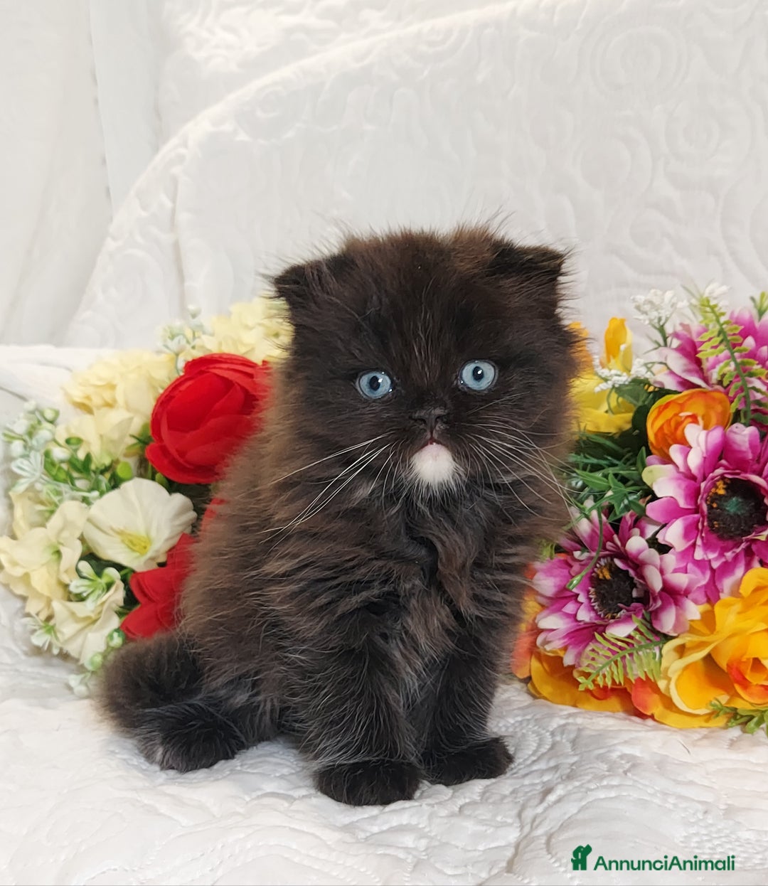 Scottish gatti in vendita: Scottish fold Occhi Azzurri  a Città Metropolitana di Genova - Immagine 7