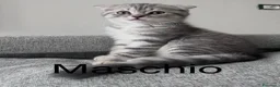 Scottish gatti in vendita: Scottish straight/fold - Annuncio 4
