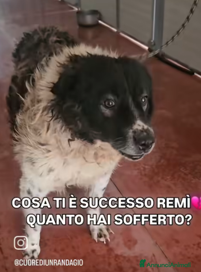 Meticcio cani AIUTIAMO REMI AD USCIRE DA UN INCUBO! - Annuncio 2