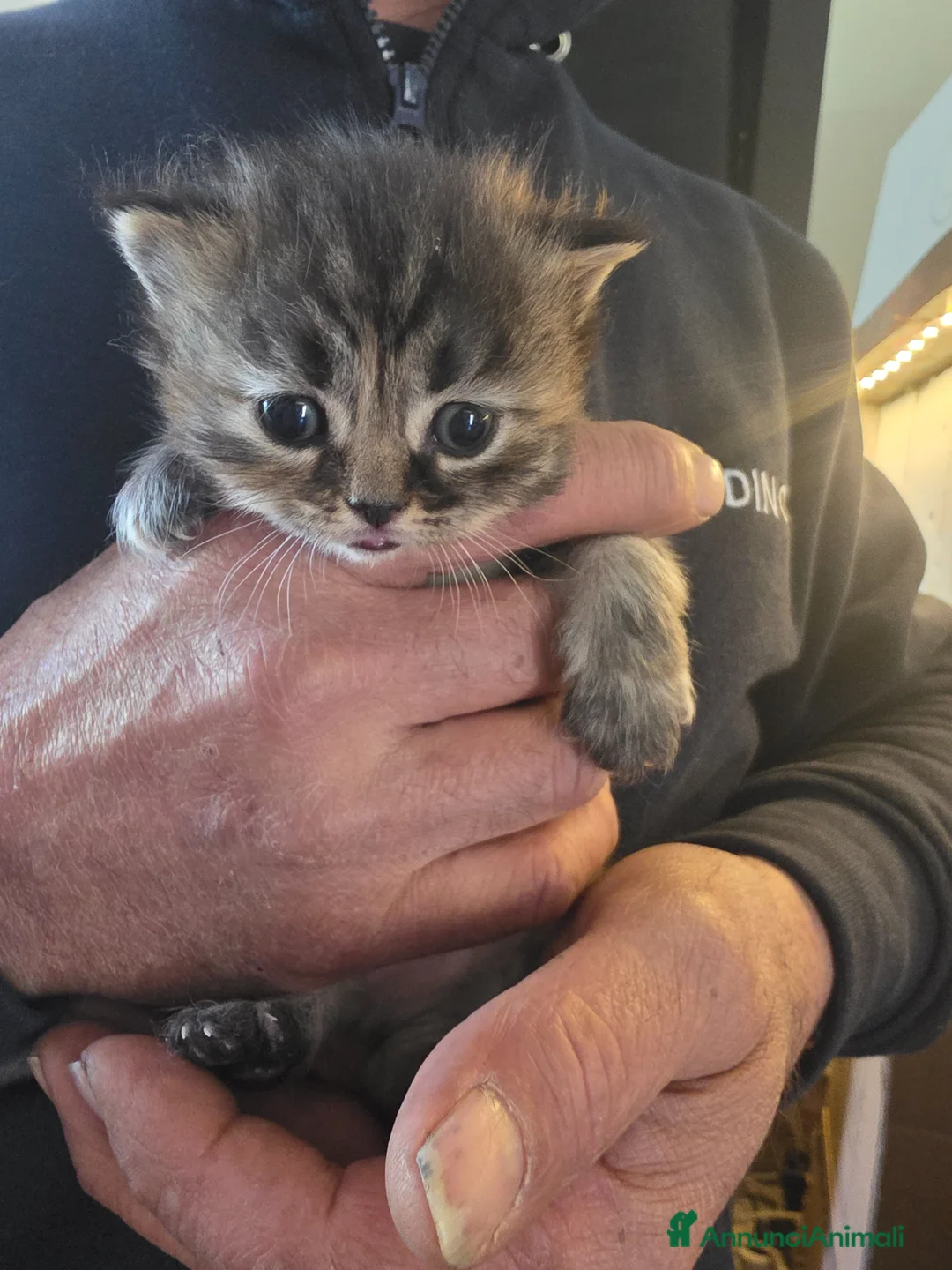 Altre razze gatti in vendita: Gattini - Annuncio 2
