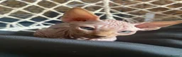 Sphynx gatti in vendita: Cuccioli Sphynks  - Annuncio 13