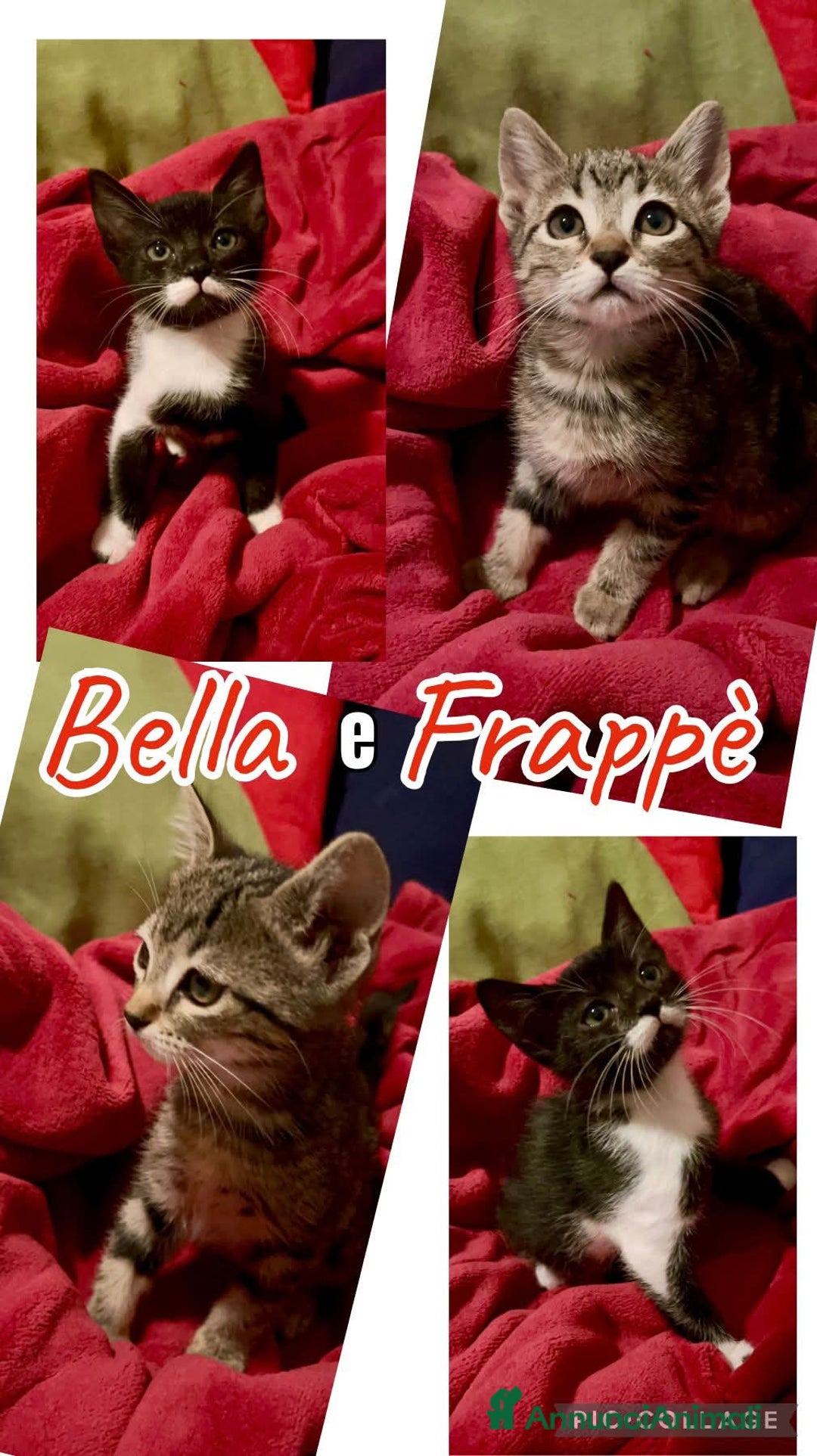 Europeo gatti in regalo: BELLA E FRAPPE' - Immagine 1
