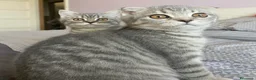 Scottish gatti in vendita: Cuccioli Scottish  a Città Metropolitana di Napoli - Annuncio 8