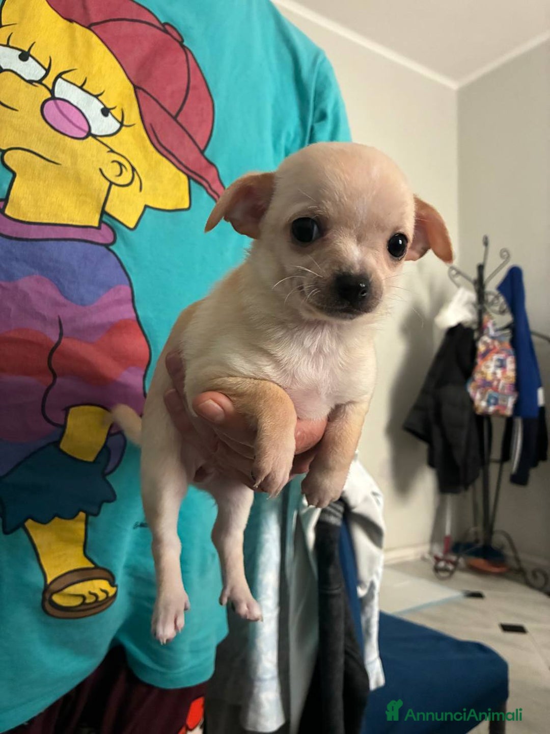 Chihuahua cani in vendita: Chihuahua una femmina e un maschio - Annuncio 2