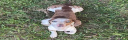Bassotto cani in vendita: cuccioli di bassotto nano a pelo corto  a Provincia di Lecce - Annuncio 7