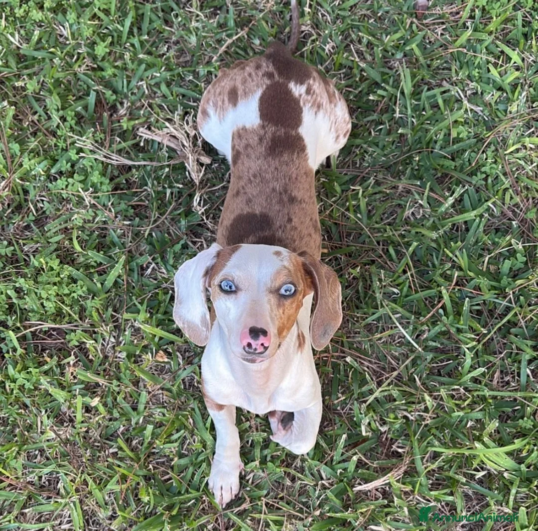 Bassotto cani in vendita: cuccioli di bassotto nano a pelo corto  a Provincia di Lecce - Annuncio 7