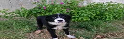 Meticcio cani in regalo:     DRUSILLA 🩷 IL SUO POSTO È ACCANTO A TE. 🙏🏻 a Provincia di Asti - Annuncio 3