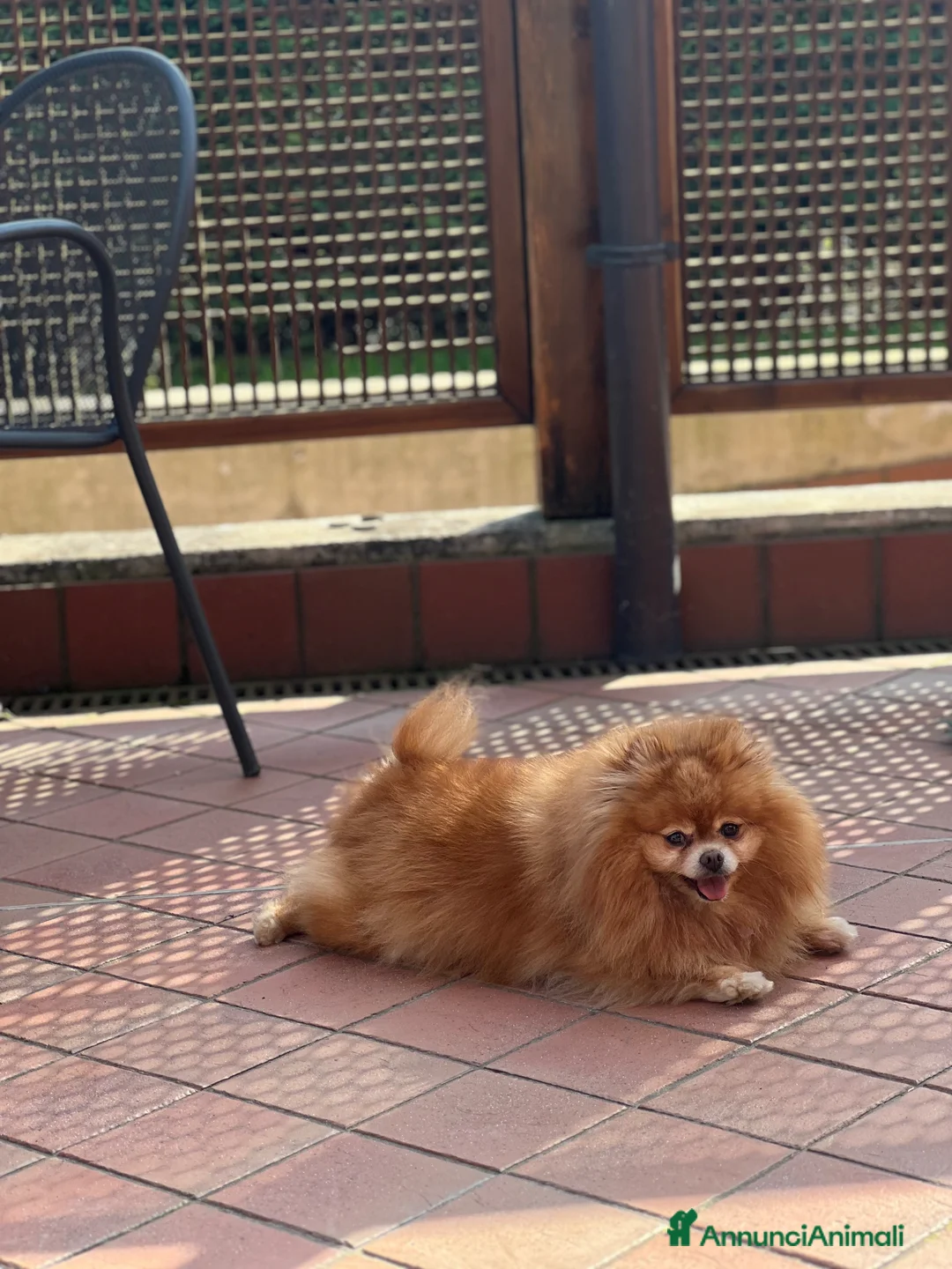 Volpino Pomerania cani in vendita: Cucciola Pomerania con pedigree Enci - Annuncio 10