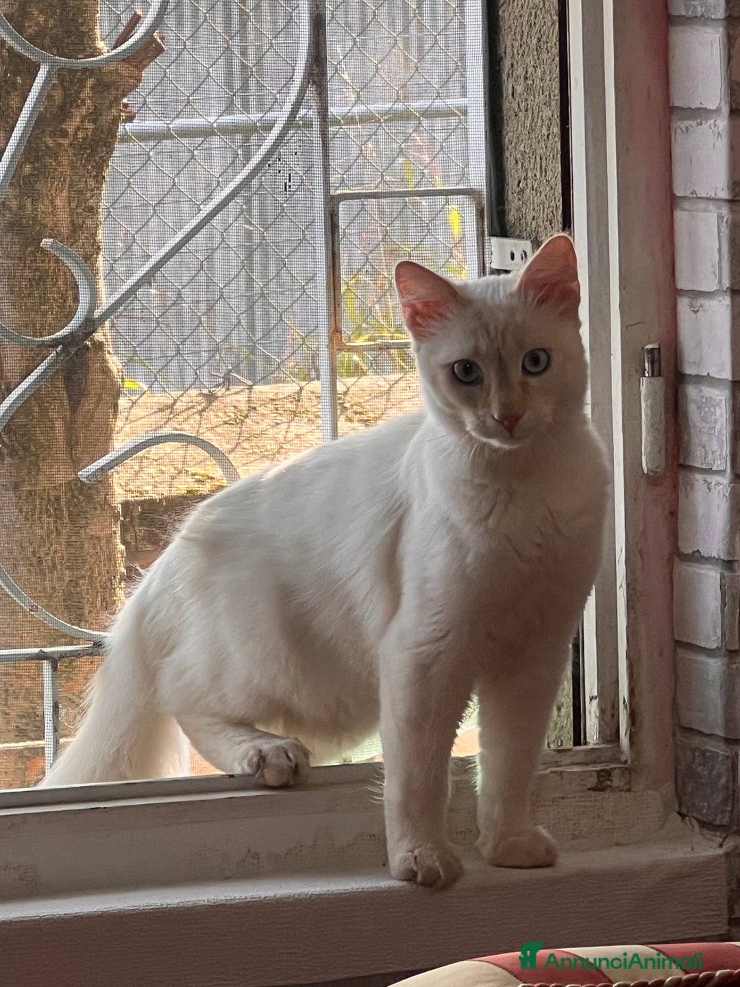 Europeo gatti in vendita: Gatto europeo - Annuncio 2