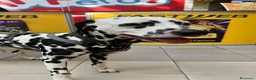 Dalmata cani in regalo: Domino cerca nuova famiglia  a Città metropolitana di Roma Capitale - Annuncio 2