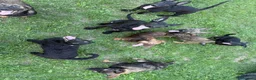 Meticcio cani in regalo: 8 LUPACCHIOTTI cuccioli, super simpatici! - Annuncio 3