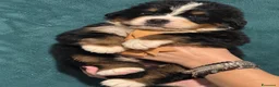 Bovaro del Bernese cani in vendita: Disponibili Cuccioli con pedigree di - Annuncio 6