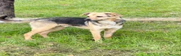Meticcio cani in regalo: Mokas - Annuncio 3