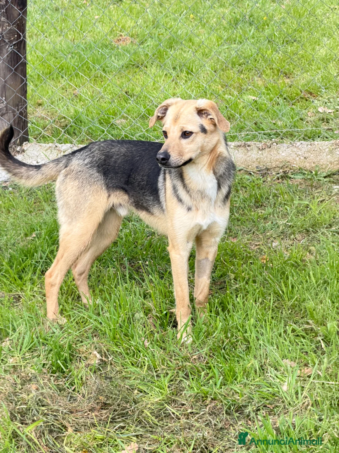 Meticcio cani in regalo: Mokas - Annuncio 3