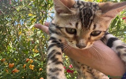 Bengala gatti in vendita: Cucciolo bengala a Provincia di Frosinone - Immagine 2