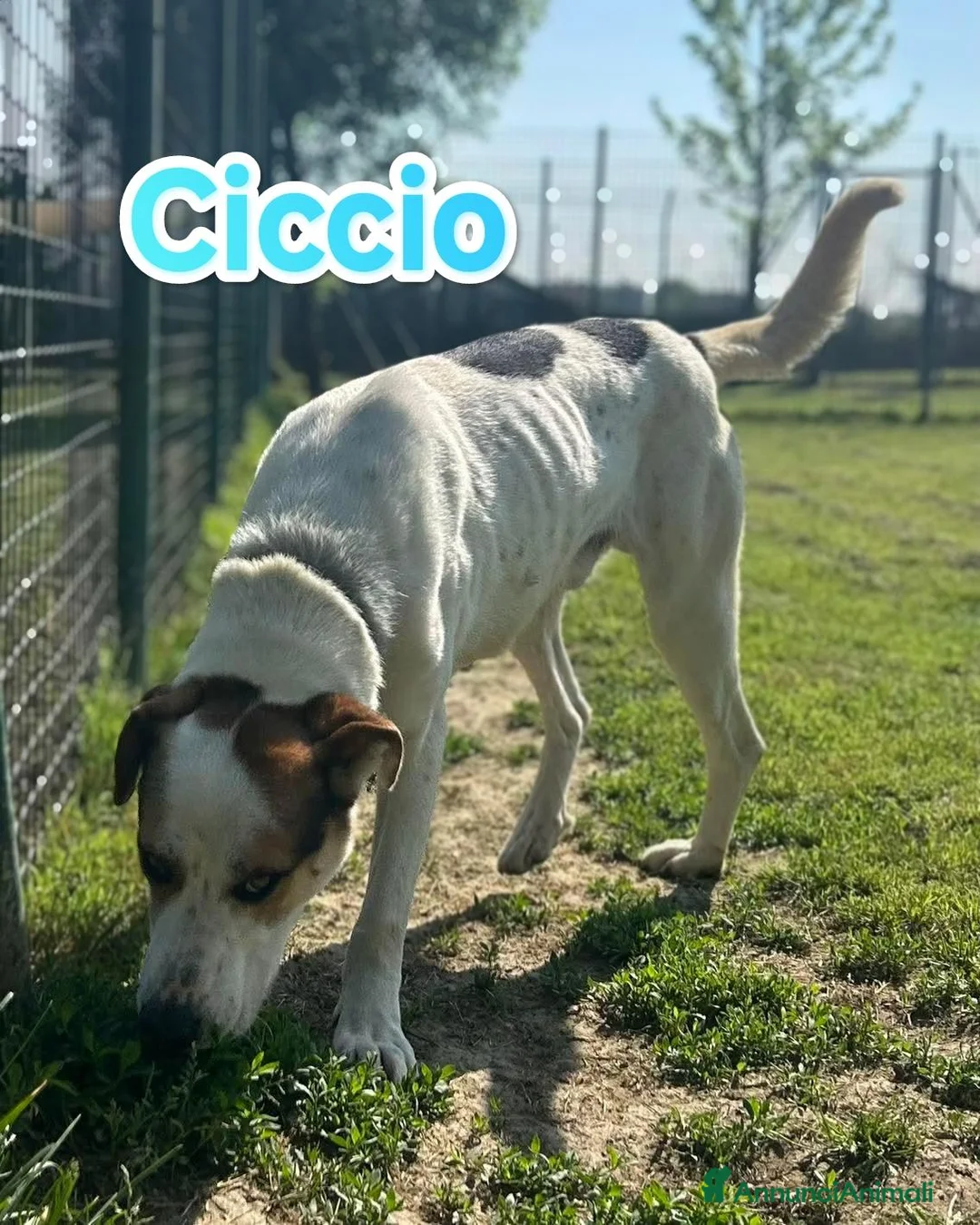 Meticcio cani in regalo: Aron e Ciccio abbandonati cercano famiglia a Provincia di Pavia - Annuncio 6