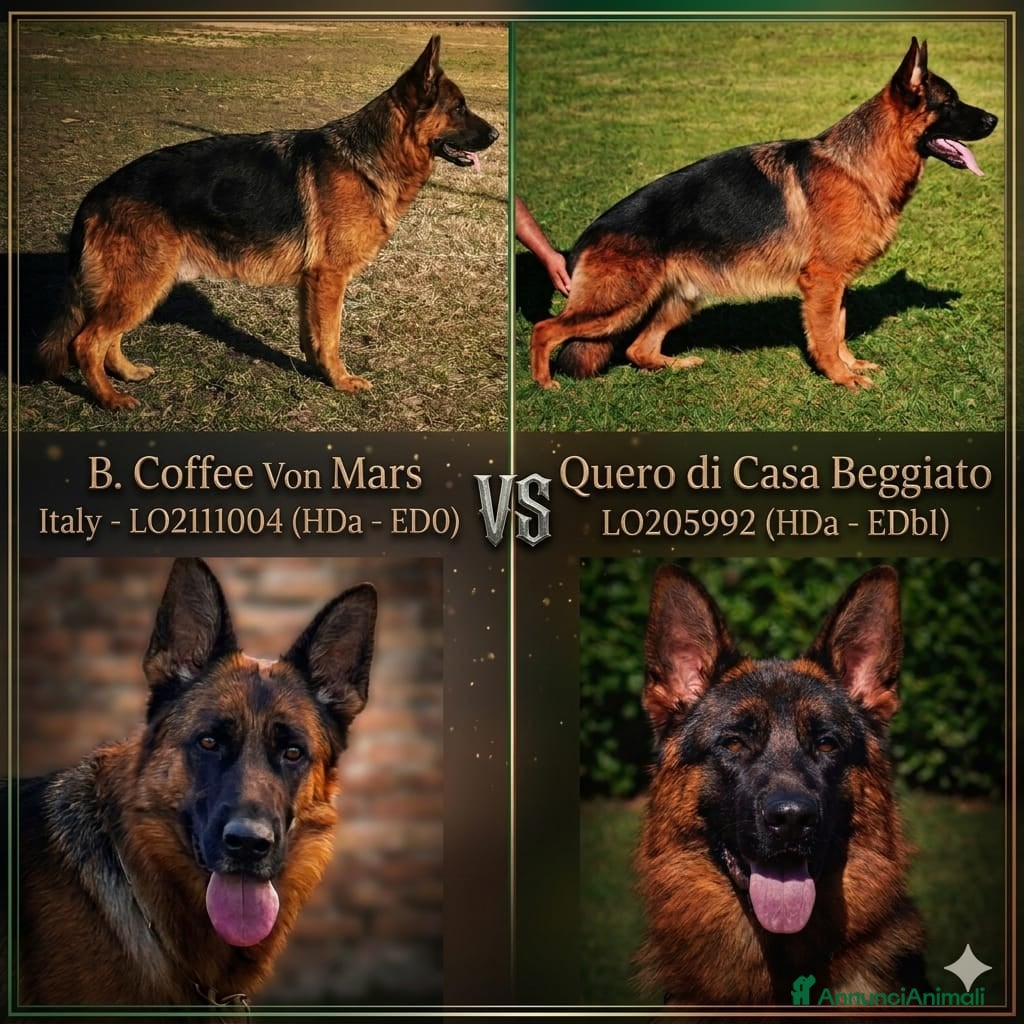 Pastore Tedesco cani cuccioli pastore tedesco alta genealogia - Annuncio 1
