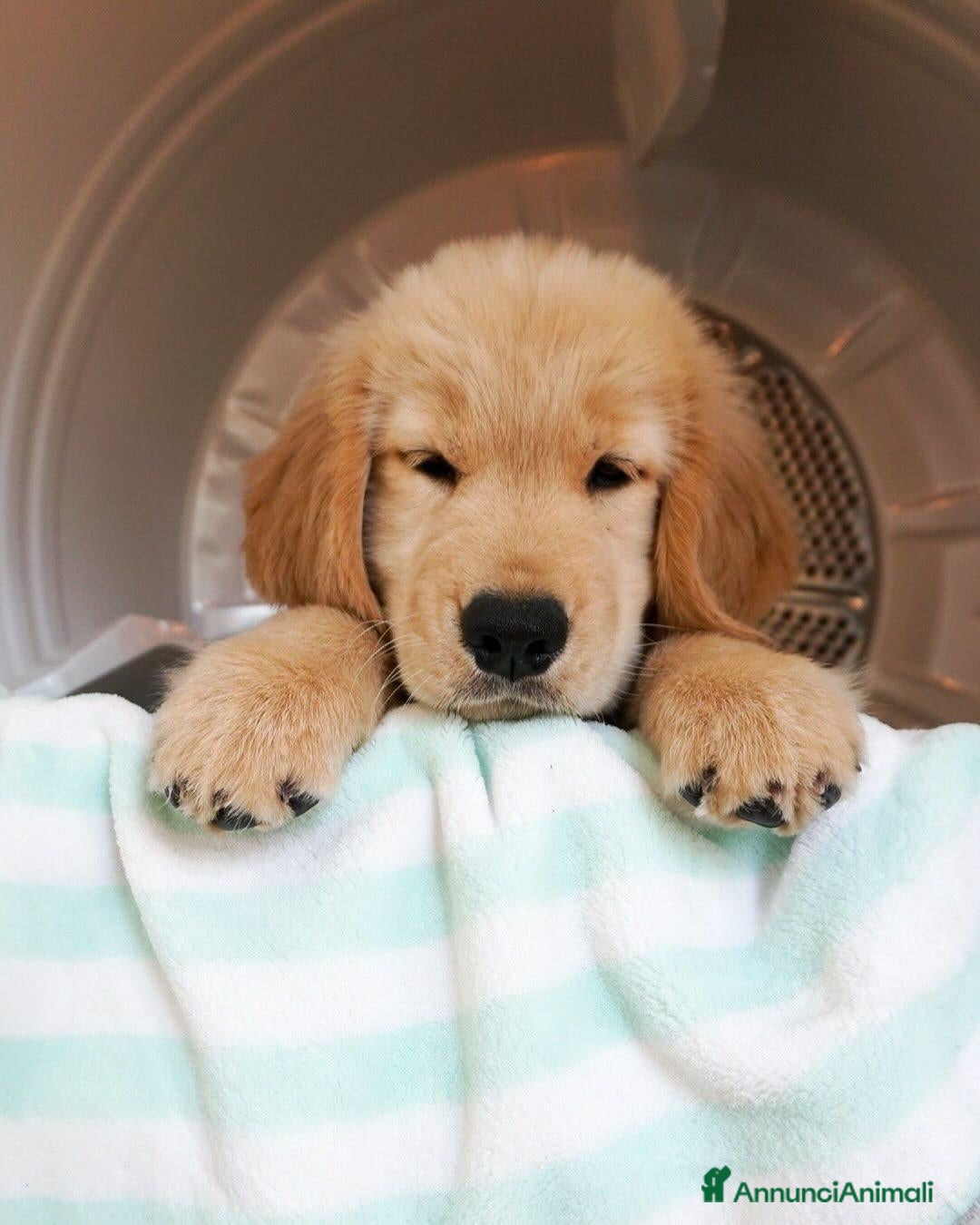Golden Retriever cani Golden Retriever  - Annuncio 1