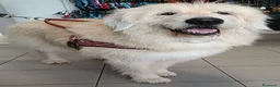 Altre razze cani in regalo: REBECCA dolcissima past. Vandeano a Provincia di Alessandria - Annuncio 1