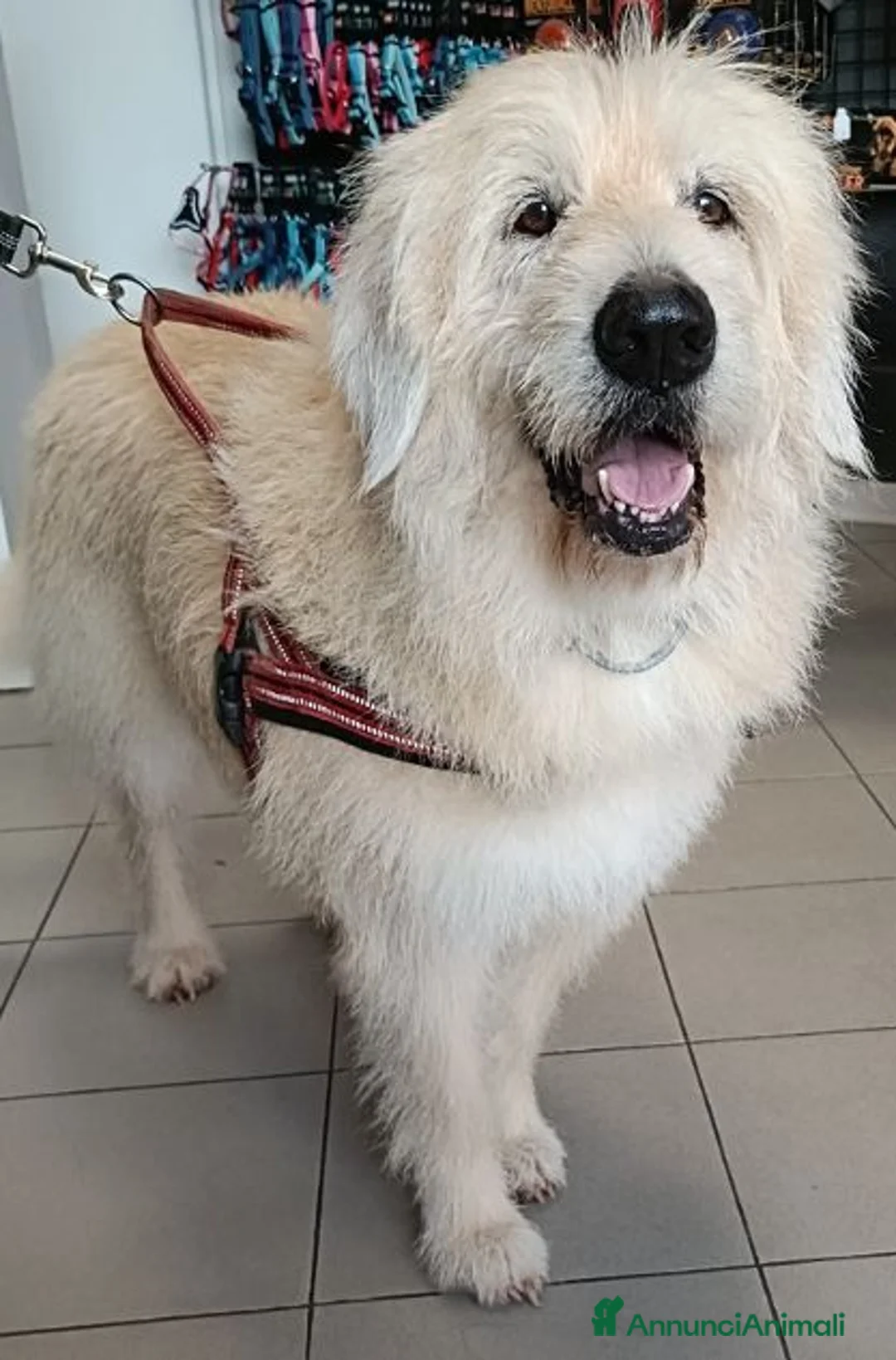 Altre razze cani in regalo: REBECCA dolcissima past. Vandeano a Provincia di Alessandria - Annuncio 1