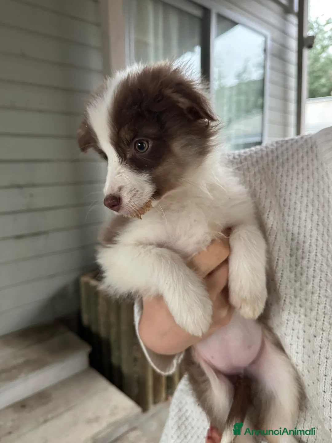 Australian Shepherd cani in vendita: Pastore Australiano  - Annuncio 4