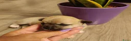 Chihuahua cani in vendita: Chihuahua - Annuncio 8