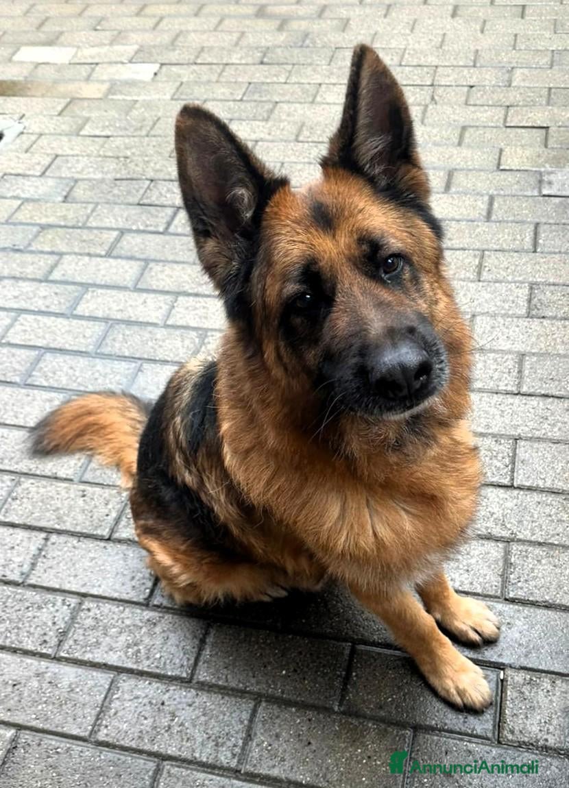 Meticcio cani IBRA PASTORE TEDESCO - Annuncio 41