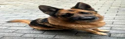 Meticcio cani in regalo: IBRA PASTORE TEDESCO - Annuncio 1