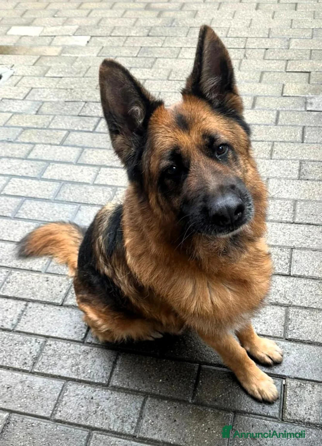 Meticcio cani in regalo: IBRA PASTORE TEDESCO - Annuncio 1