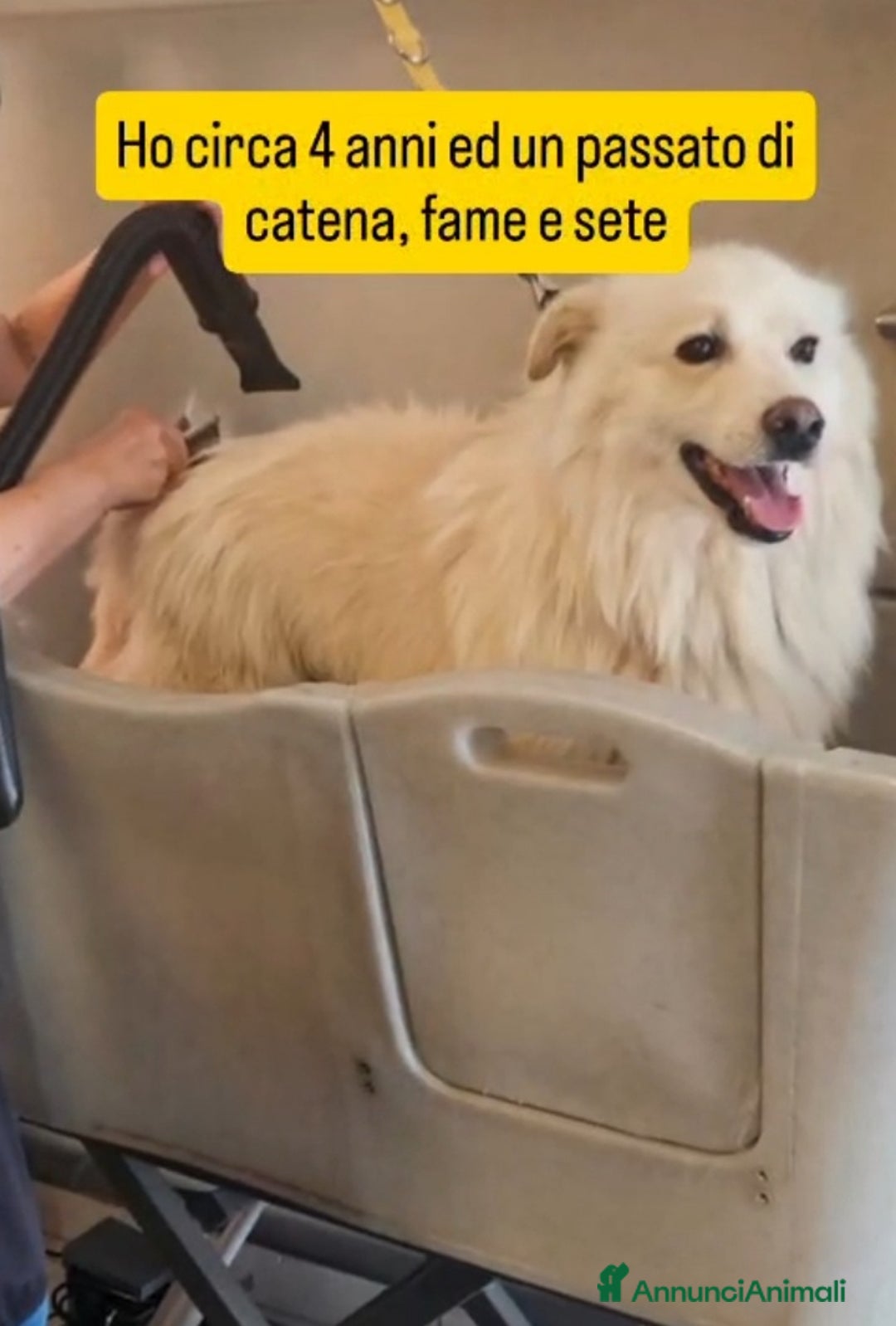 Meticcio cani in regalo: Mix Pastore Svizzero 4anni tg media SOS NOVARA - Annuncio 6