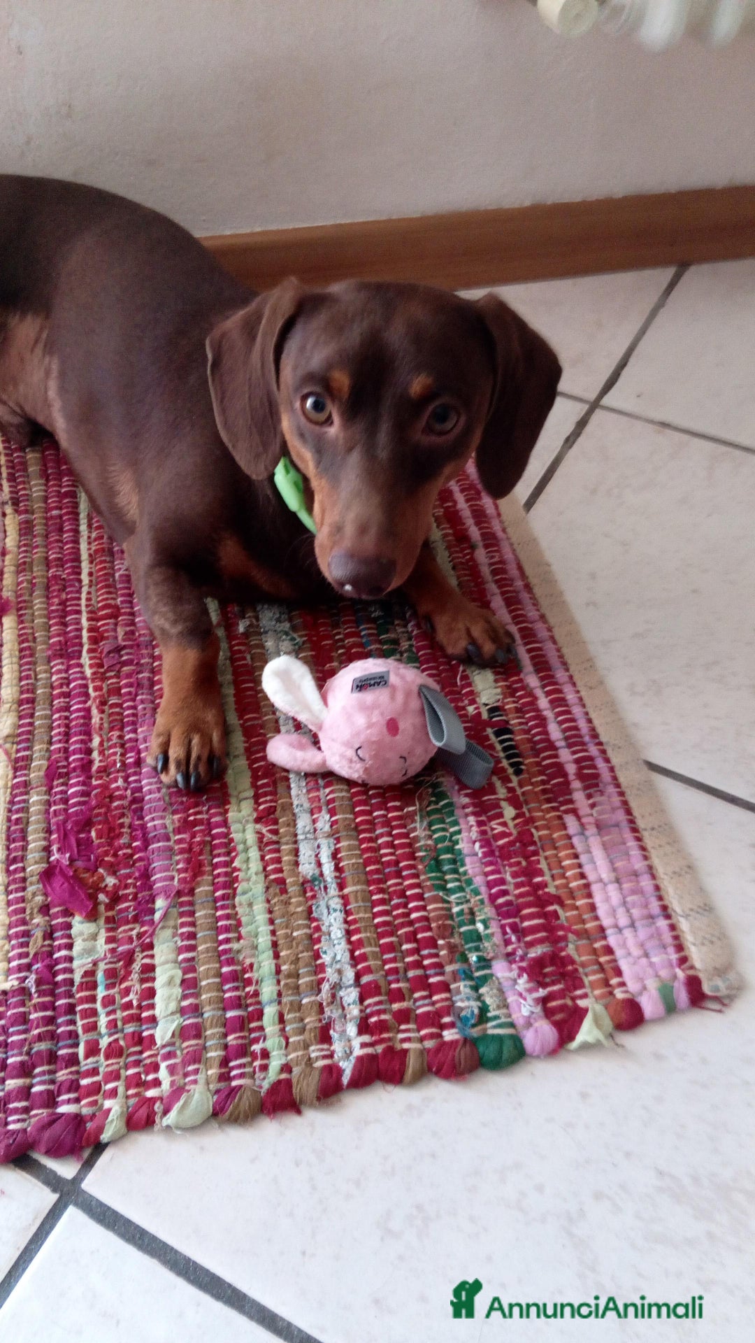 Bassotto cani per accoppiamento: Waffle cerca fidanzata  - Annuncio 3