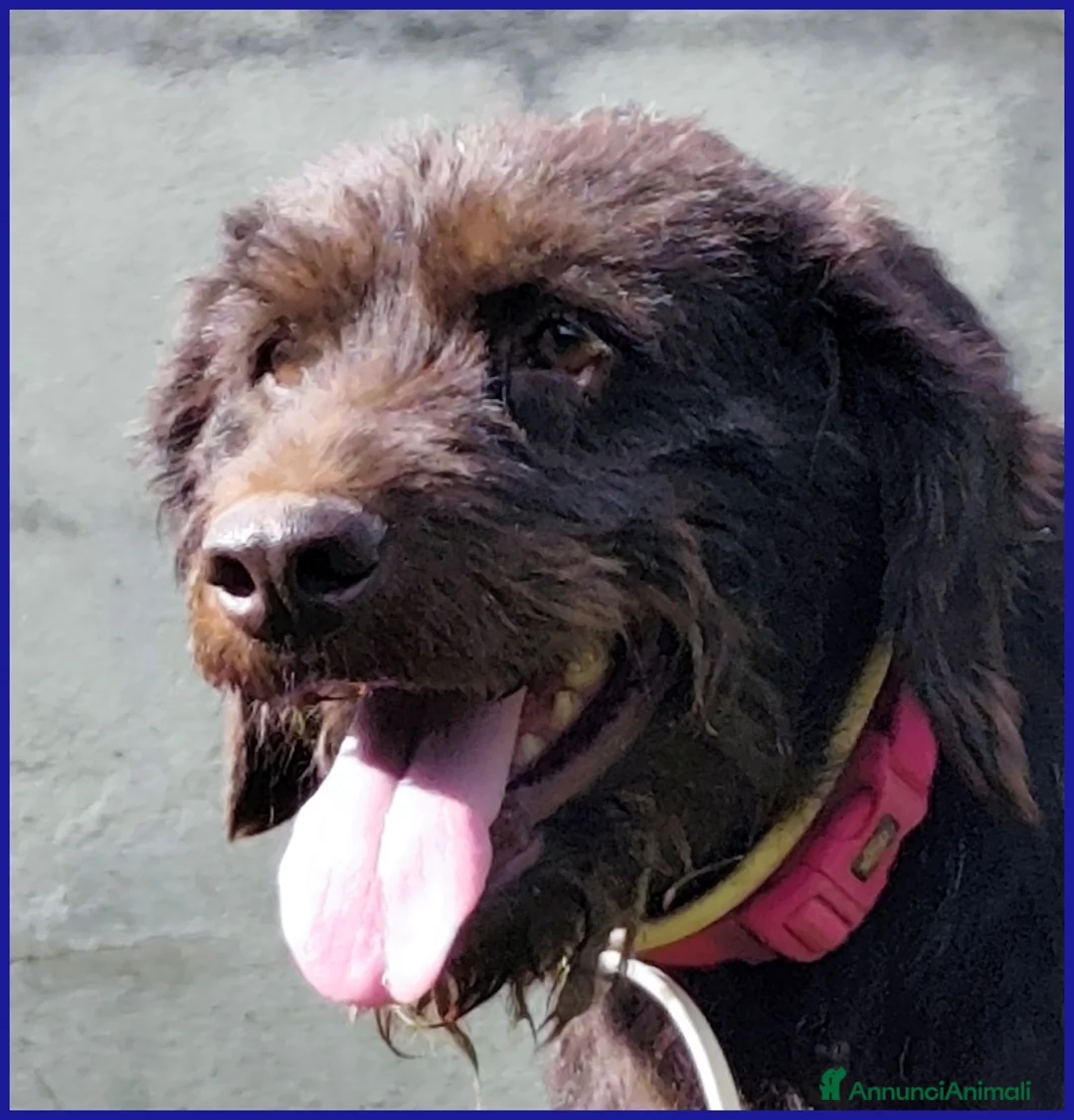 Meticcio cani in regalo: SPELACCHIO ferito nel corpo e nell'anima merita se - Annuncio 5