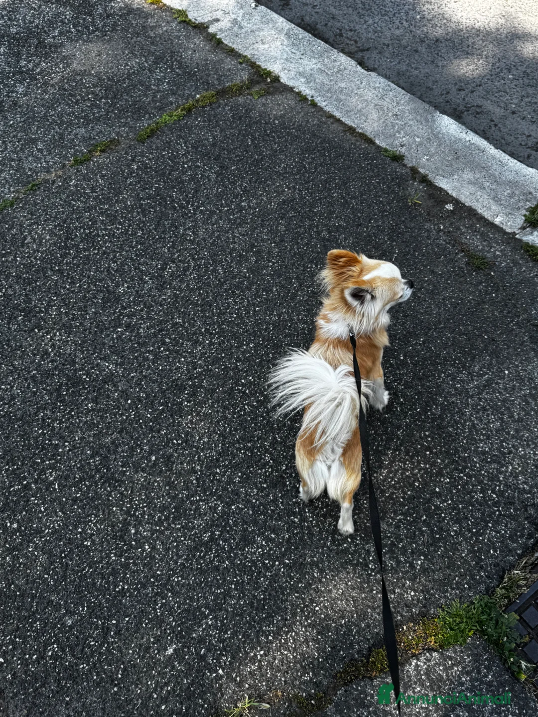 Chihuahua cani per accoppiamento: Chihuahua per monta - Annuncio 5