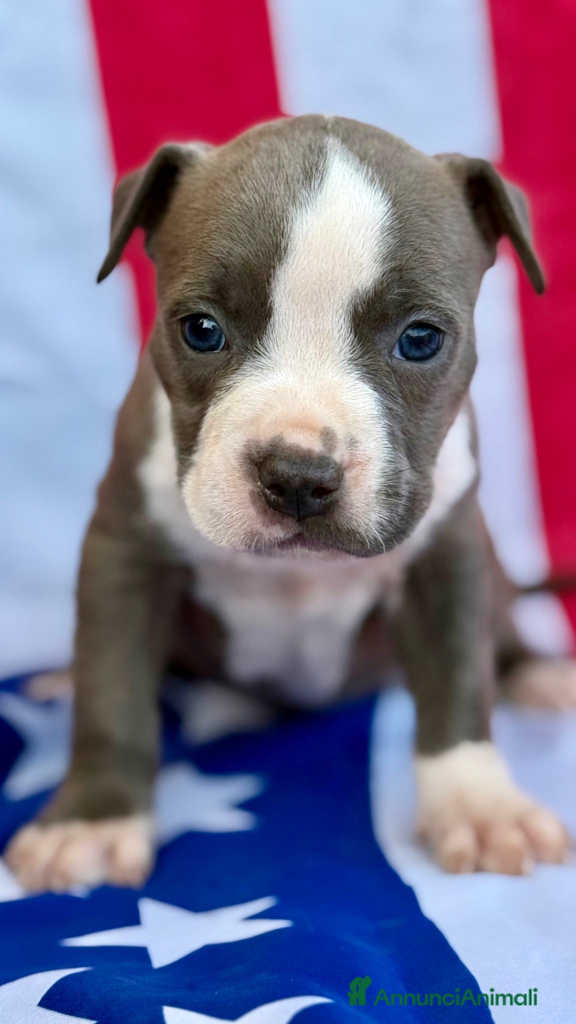 American Staffordshire cani Amstaff cuccioli Blu  - Annuncio 2