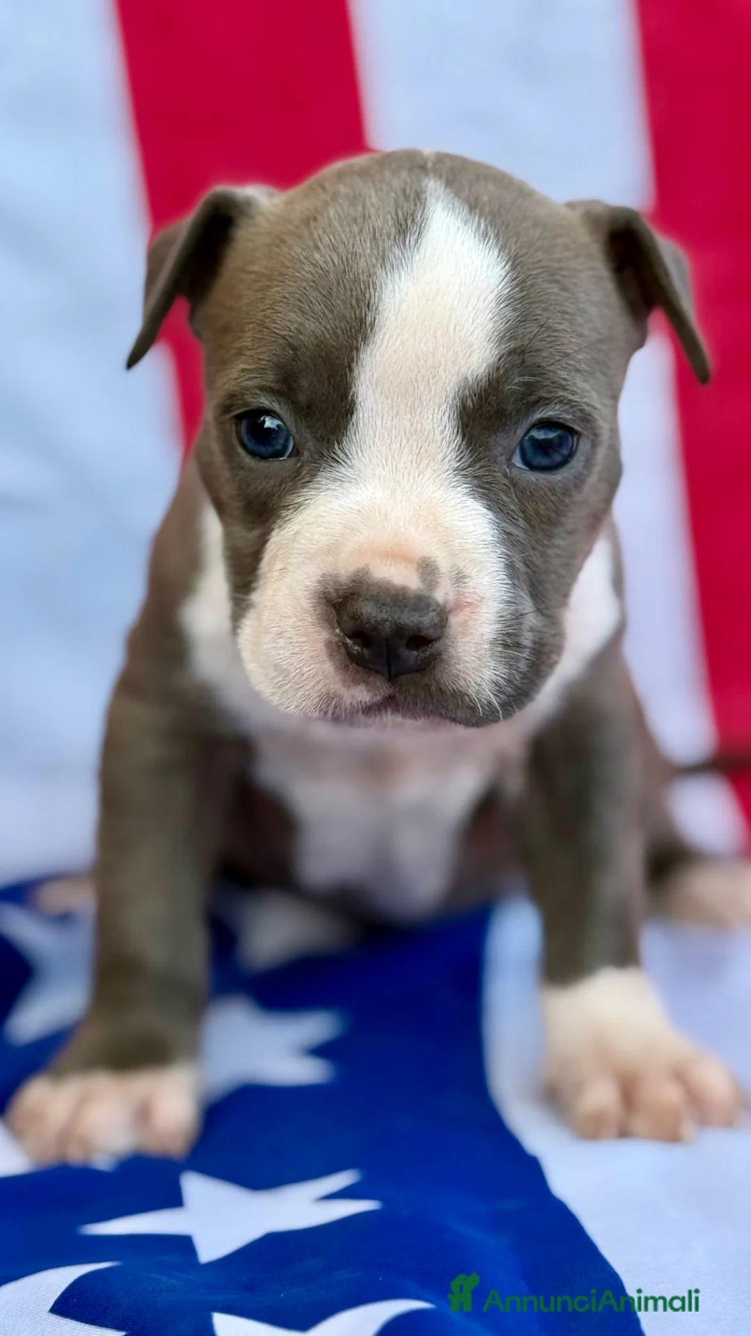 American Staffordshire cani in vendita: Amstaff cuccioli Blu  - Annuncio 1