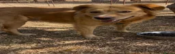 Meticcio cani in regalo: Cecilia bellissima cagnolona a pelo lungo  - Annuncio 10