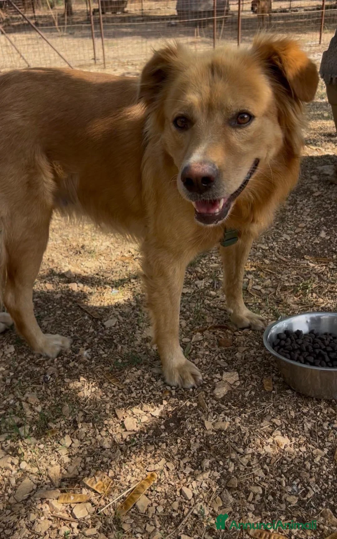 Meticcio cani in regalo: Cecilia bellissima cagnolona a pelo lungo  - Annuncio 10