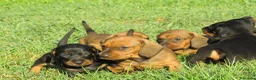 Bassotto cani in vendita: Bassotti nani a pelo corto - Annuncio 5