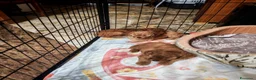 Barboncino cani in vendita: Barboncino nano - Annuncio 3