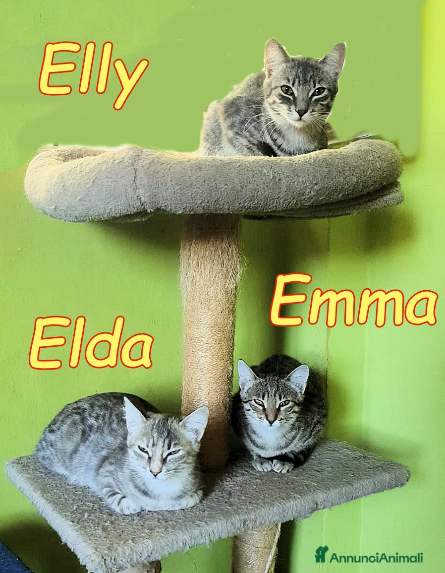 Europeo gatti TRE GATTINE DOLCISSIME - Annuncio 2