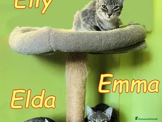 Europeo gatti TRE GATTINE DOLCISSIME - Annuncio 2